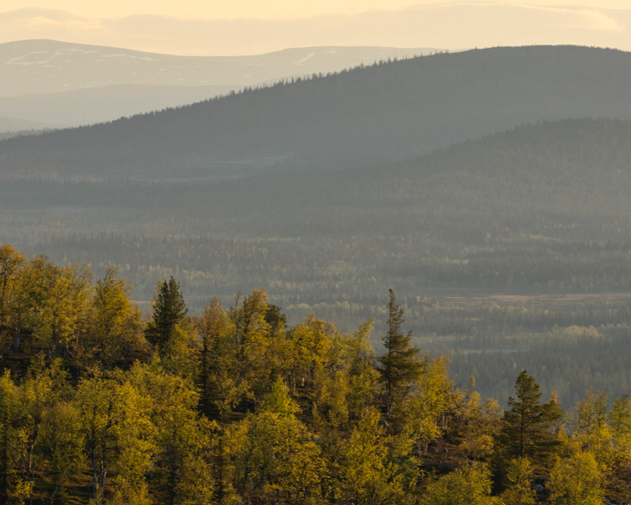 Drone image over a forest